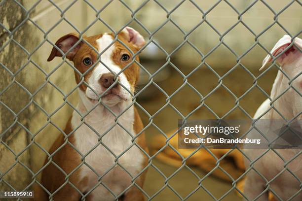 dog pound puppy - pit bull terrier stock pictures, royalty-free photos & images