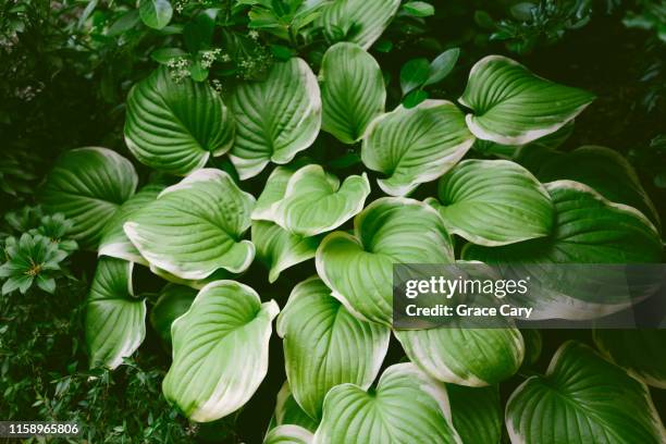 hosta growing in a shade garden - hosta stock pictures, royalty-free photos & images