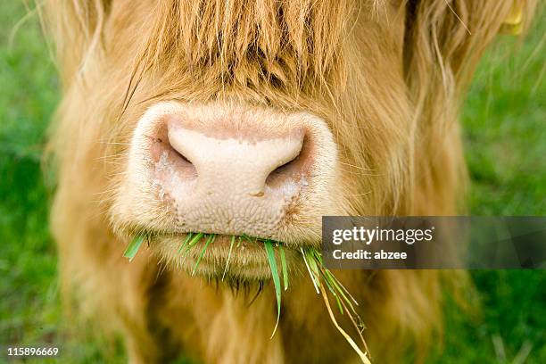 in der nähe von highland cow kauen auf gras - animal mouth stock-fotos und bilder