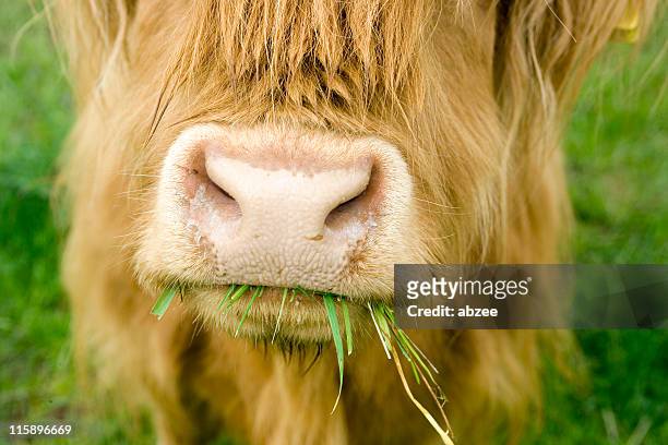close of highland cow chewing on grass - dierlijke mond stockfoto's en -beelden