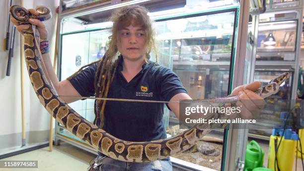 618 King Python Stock Photos, High-Res Pictures, and Images - Getty Images