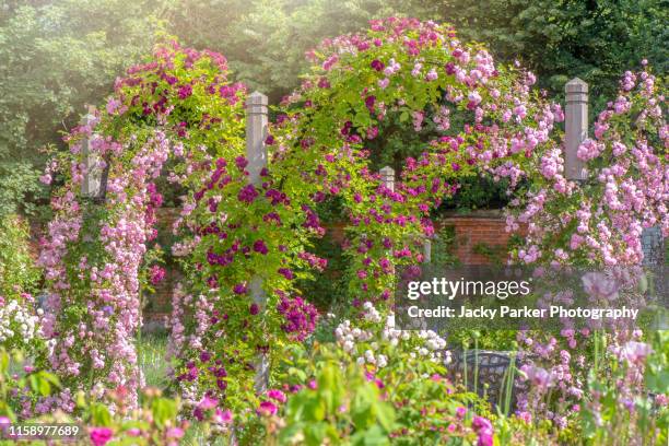 a beautiful english cottage garden in the summer sunshine with scented roses on a garden pergola - roses in garden bildbanksfoton och bilder