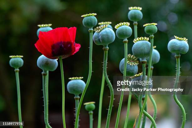 close-up image of the beautiful summer flowering red opium poppy and seed heads also known as papaver somniferum - opium stock pictures, royalty-free photos & images