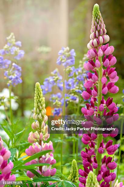 close-up image of the beautiful, summer flowering lupin flowers also known as lupinus or lupine - cottage garden stock pictures, royalty-free photos & images