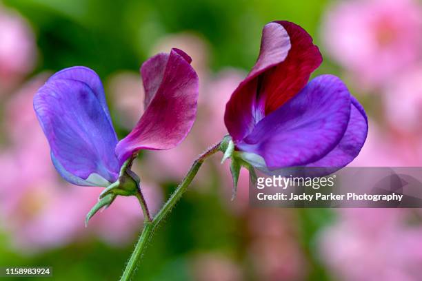 close-up image of a vibrant, scented summer flower purple and red sweet pea flower also known as lathyrus odoratus - sweet peas stock pictures, royalty-free photos & images