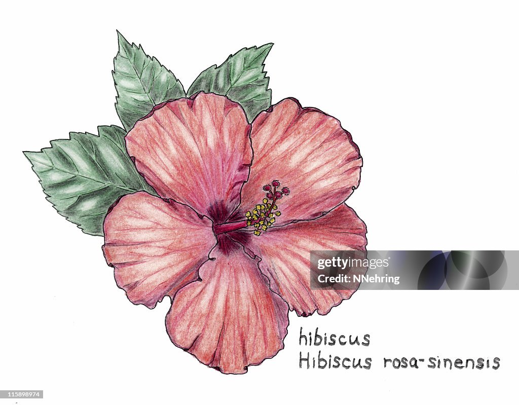 Hibisco Rosasinensis Botanical Dibujo A Lápiz De Colores Ilustración de  stock - Getty Images