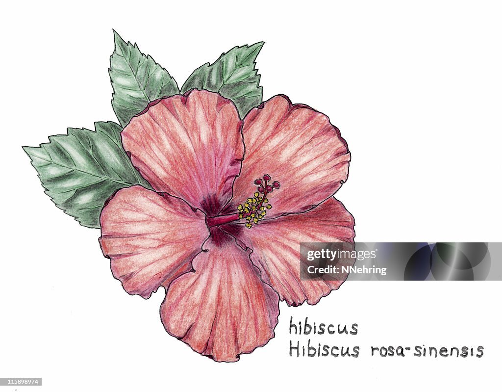 Hibisco Rosasinensis Botanical Dibujo A Lápiz De Colores Ilustración de stock - Getty Images Hibisco Rosasinensis Botanical Dibujo A Lápiz De Colores Ilustración de stock - Getty Images