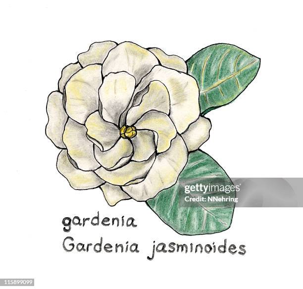 22 Ilustraciones de Gardenia - Getty Images