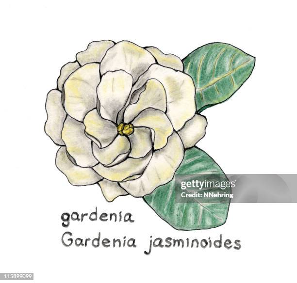 22点のクチナシイラスト素材 Getty Images 22点のクチナシイラスト素材 Getty Images