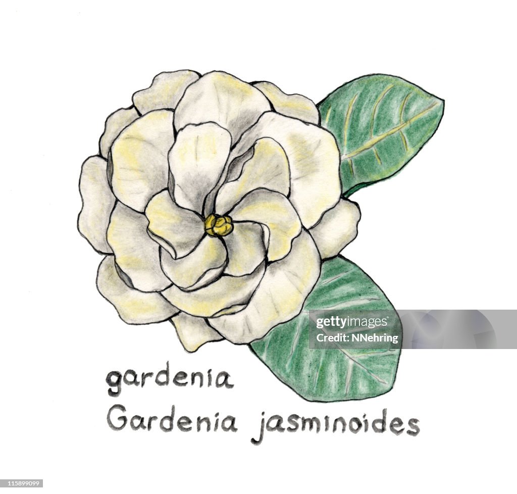 Gardenia jasminoides botanical drawing in colored pencil