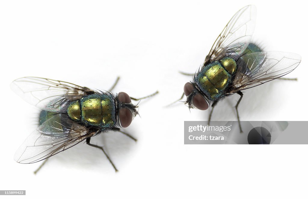 Flies