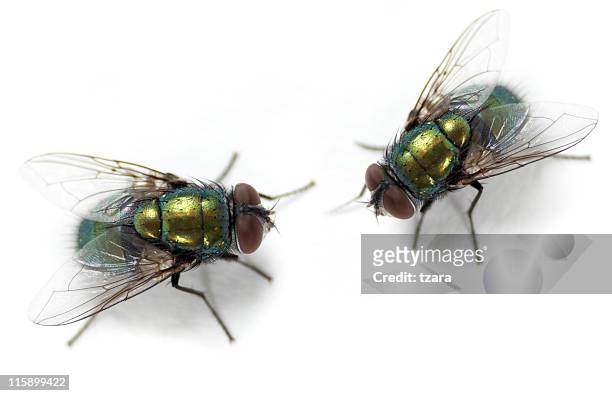 flies - housefly stock pictures, royalty-free photos & images