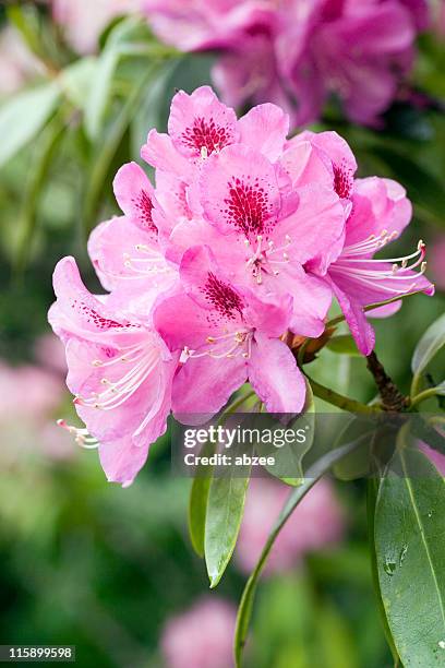 a beautiful rhododendron flower head - rhododendron stock pictures, royalty-free photos & images