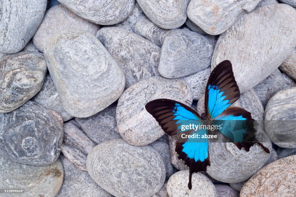 Butterfly on pebbles