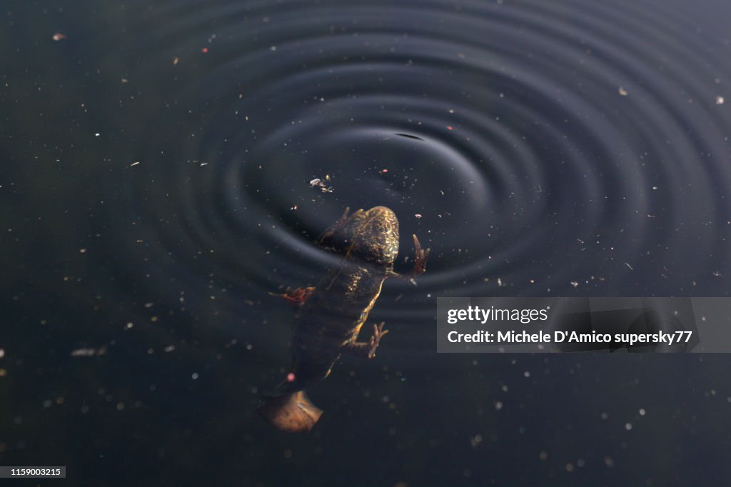 Northern crested newt, also known as the great crested newt or warty newt (Triturus cristatus)