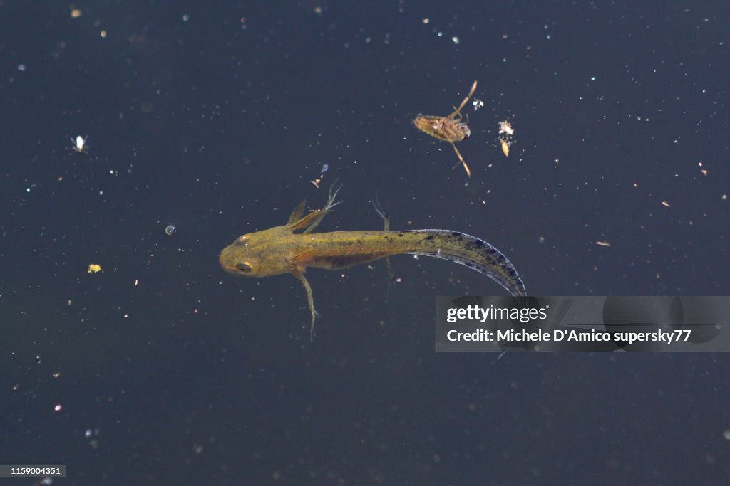 Northern crested newt, also known as the great crested newt or warty newt (Triturus cristatus)