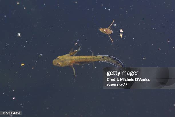 northern crested newt, also known as the great crested newt or warty newt (triturus cristatus) - triturus cristatus stock pictures, royalty-free photos & images