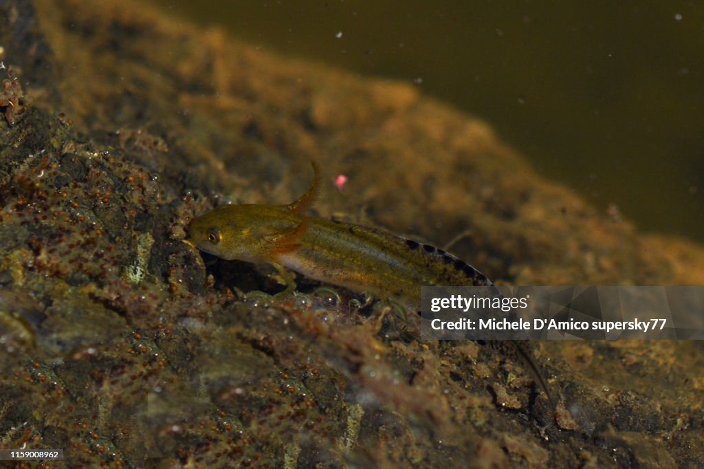 Northern crested newt, also known as the great crested newt or warty newt (Triturus cristatus)