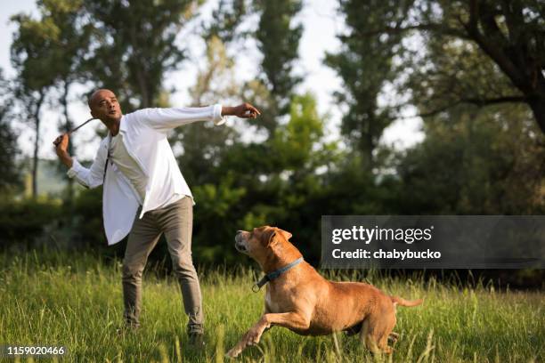 man plays with his dog in nature - african pit bull stock pictures, royalty-free photos & images