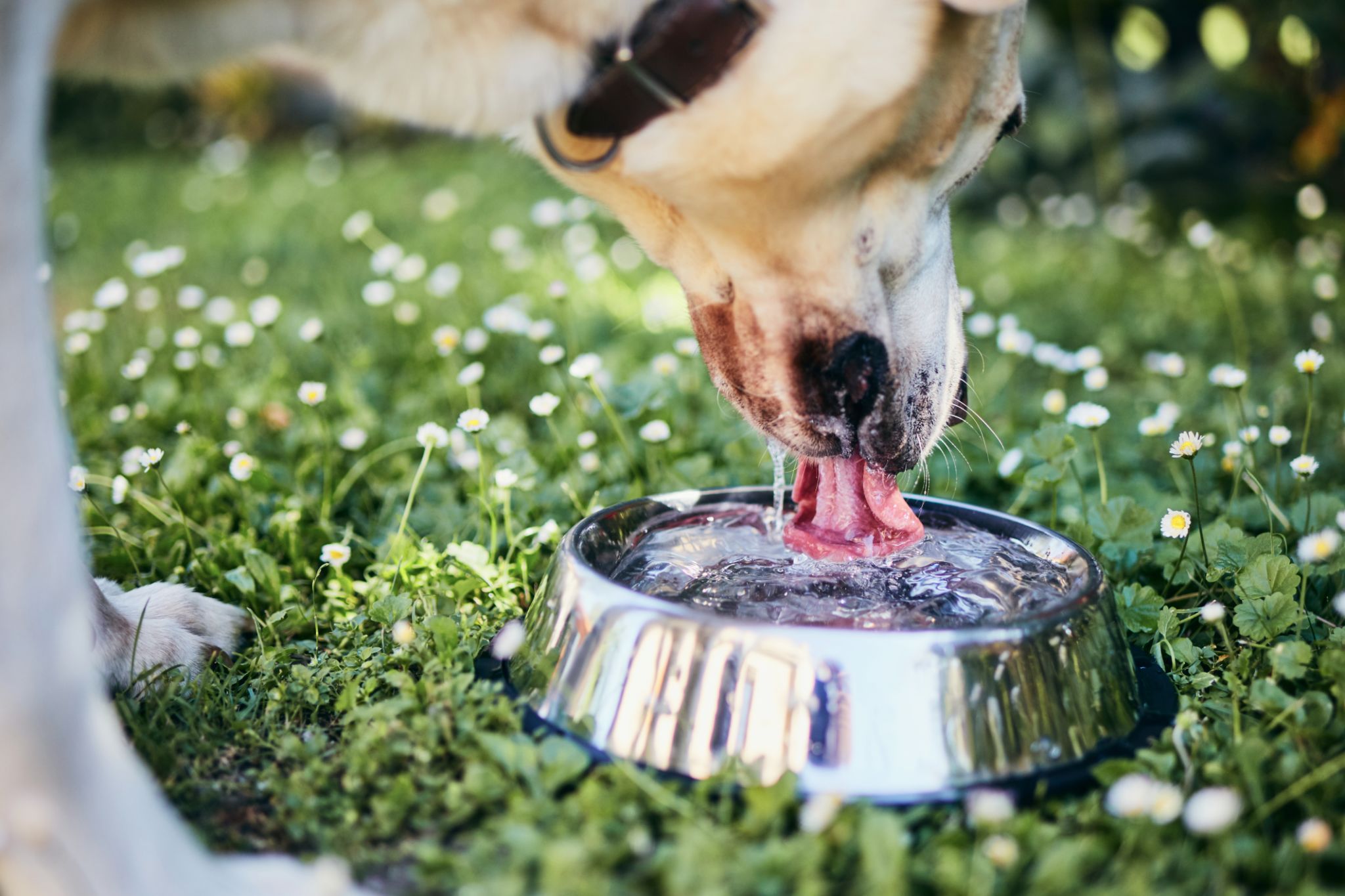 pet drinking water