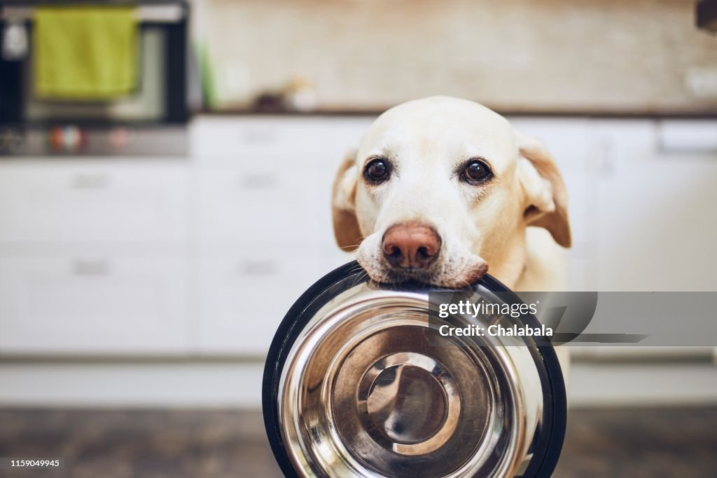 Hond wachten op voeding
