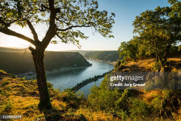 rhine river at sunset - loreley stock-fotos und bilder