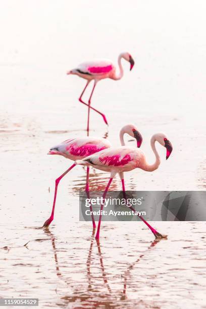 Pink Flamingos feeding at Amboseli Lake