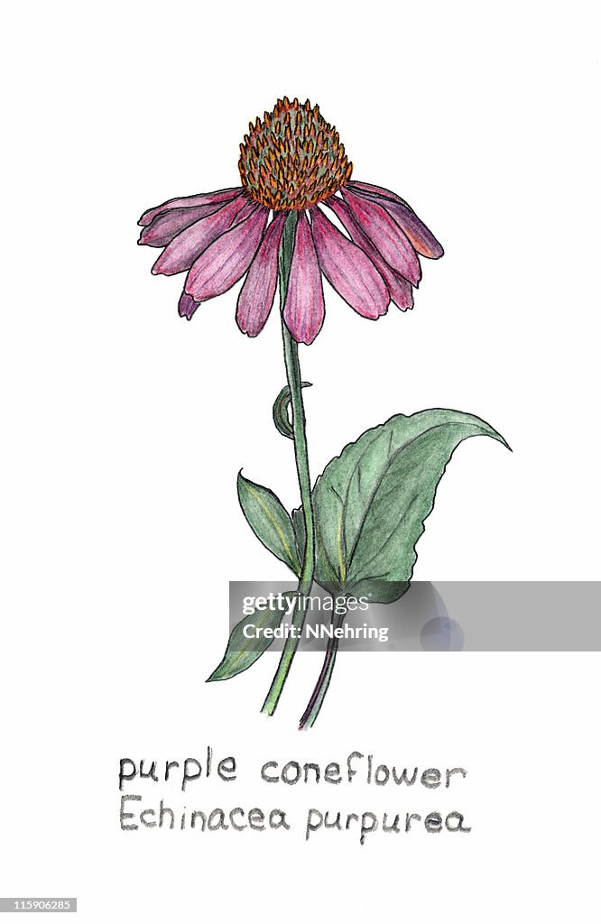 Purple coneflower, Echinacea purpurea, colored pencil drawing