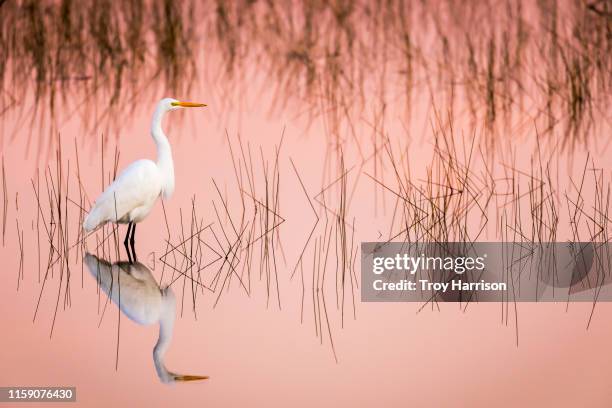 great egret at sunrise in a pink colored marsh - habitat bird florida stock pictures, royalty-free photos & images