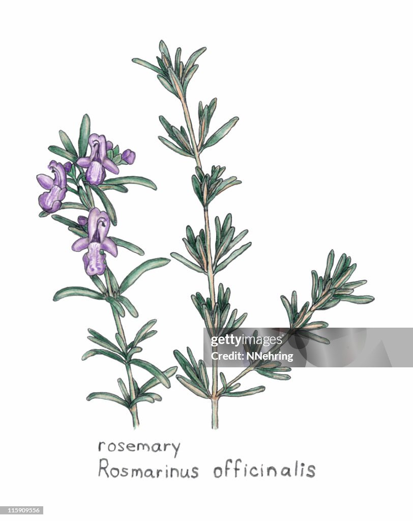 Rosemary, Rosmarnis officinalis, botanical dibujo a lápiz de colores