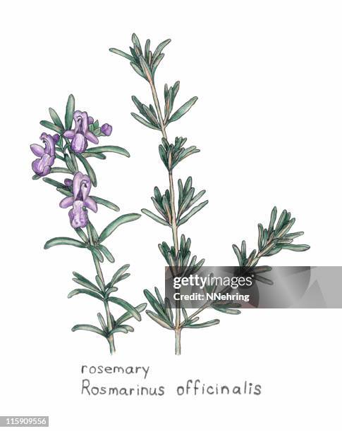 rosemary, rosmarnis officinalis, botanical drawing in colored pencil - rosemary stock illustrations