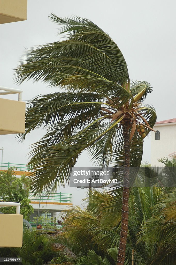 Ouragan palm 3