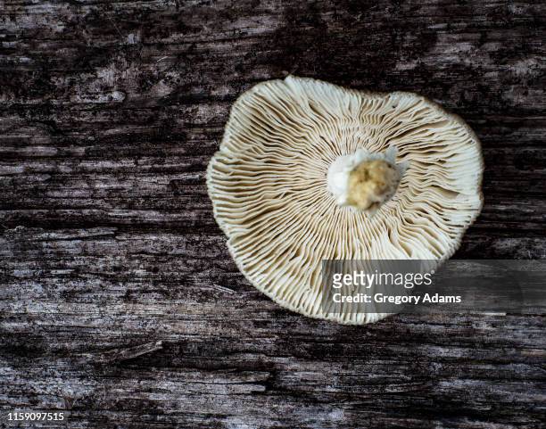 upside down mushroom  on a weathered log - gilo stock pictures, royalty-free photos & images