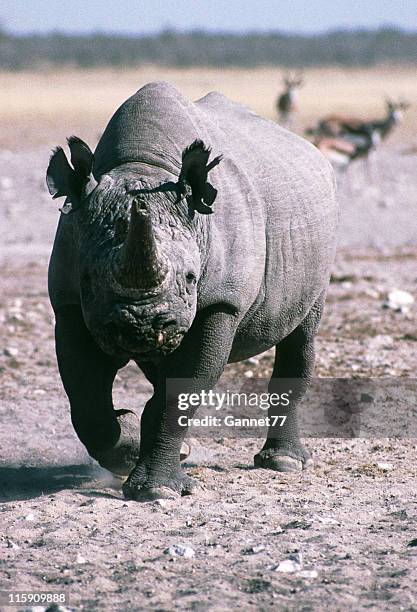 black rhino (diceros bicornis), namibia - animals charging stock pictures, royalty-free photos & images