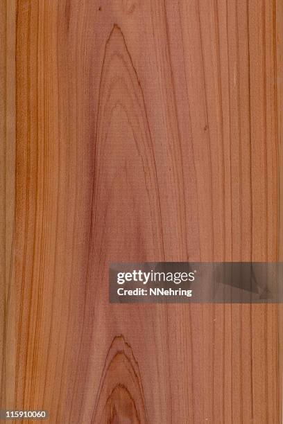 cedro rojo occidental madera, thuja plicata - cedar tree fotografías e imágenes de stock