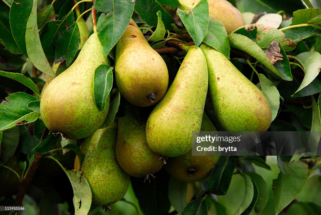 Close-up of a cluster of ripe conférence pearson tree