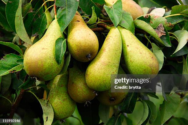 close-up of a cluster of ripe conférence pearson tree - pear stock pictures, royalty-free photos & images