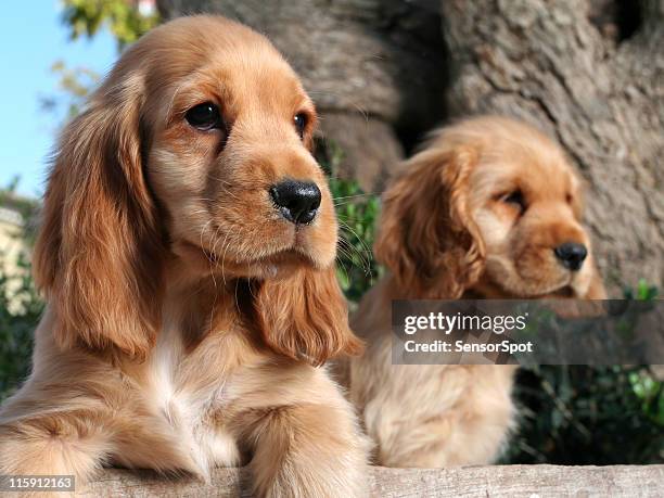 puppy brothers - cocker spaniel stock pictures, royalty-free photos & images