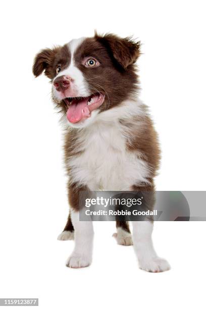 portrait of a standing brown and white border collie puppy looking away from the camera on a white backdrop. - dog looking up isolated stock pictures, royalty-free photos & images