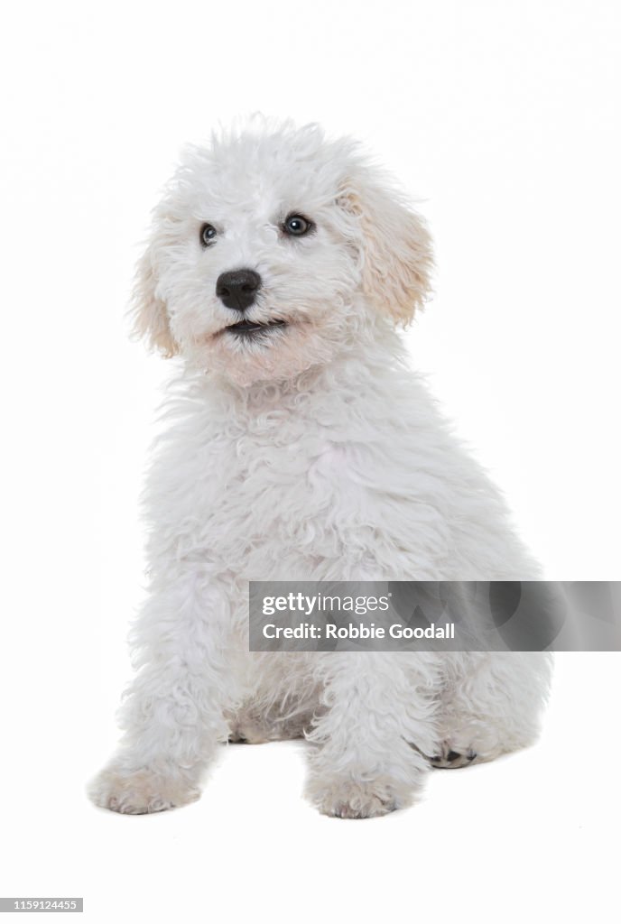 White Cavalier King Charles spaniel/Poodle mix puppy looking away from the camera sitting in front of a white backdrop