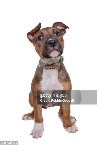 staffordshire bull terrier puppy with floppy ears looking at the camera sitting on a white background. - pure bred dog stock pictures, royalty-free photos & images