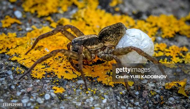 Female Wolf spider carries its egg sac on a stone in a garden outside Moscow on August 2, 2019.