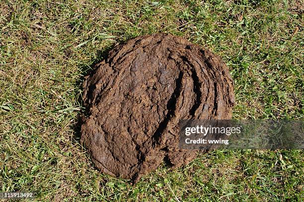 cow pie - stool stock pictures, royalty-free photos & images