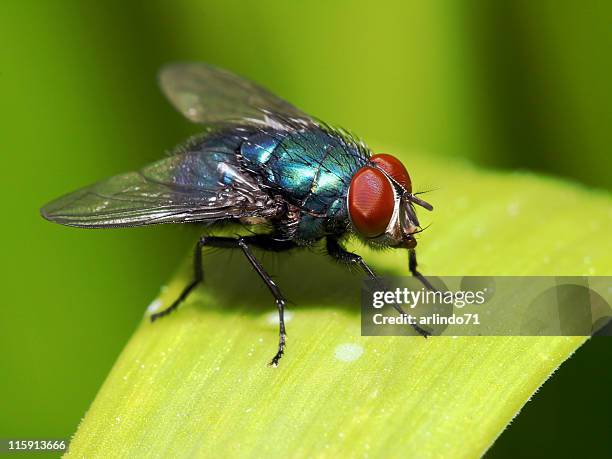 blue fly with red eyes on blade of grass - flyby stock pictures, royalty-free photos & images