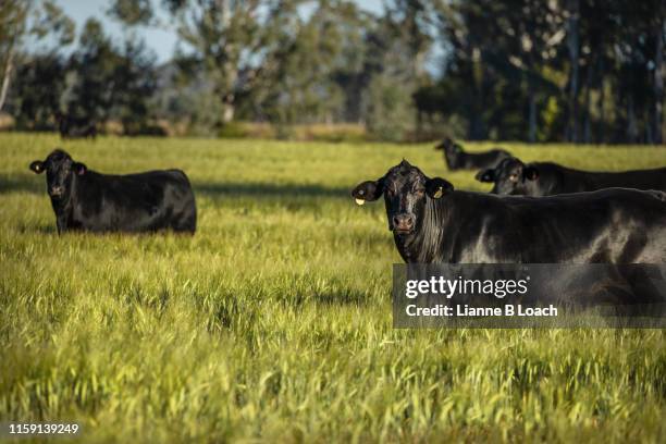 black cattle - aberdeen angus stock-fotos und bilder