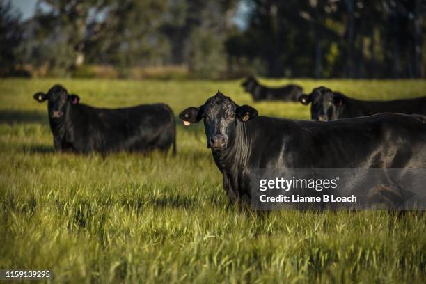 black cattle - aberdeen angus stockfoto's en -beelden