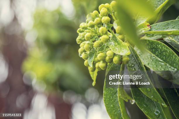 rain buds - xanthostemon chrysanthus stock pictures, royalty-free photos & images
