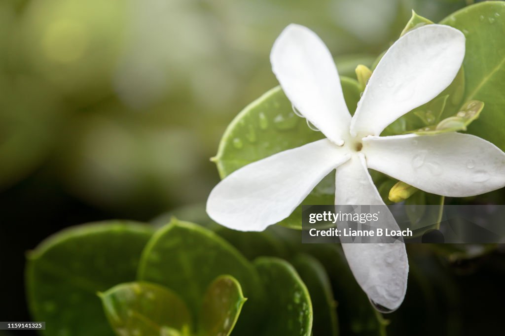 White Flower