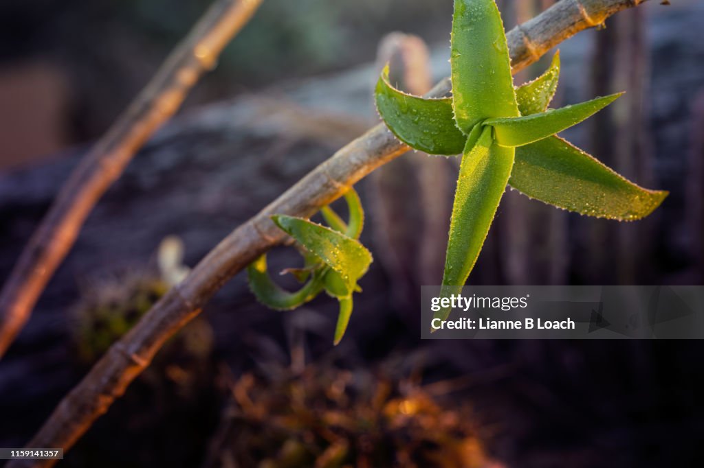 Succulent Sunrise