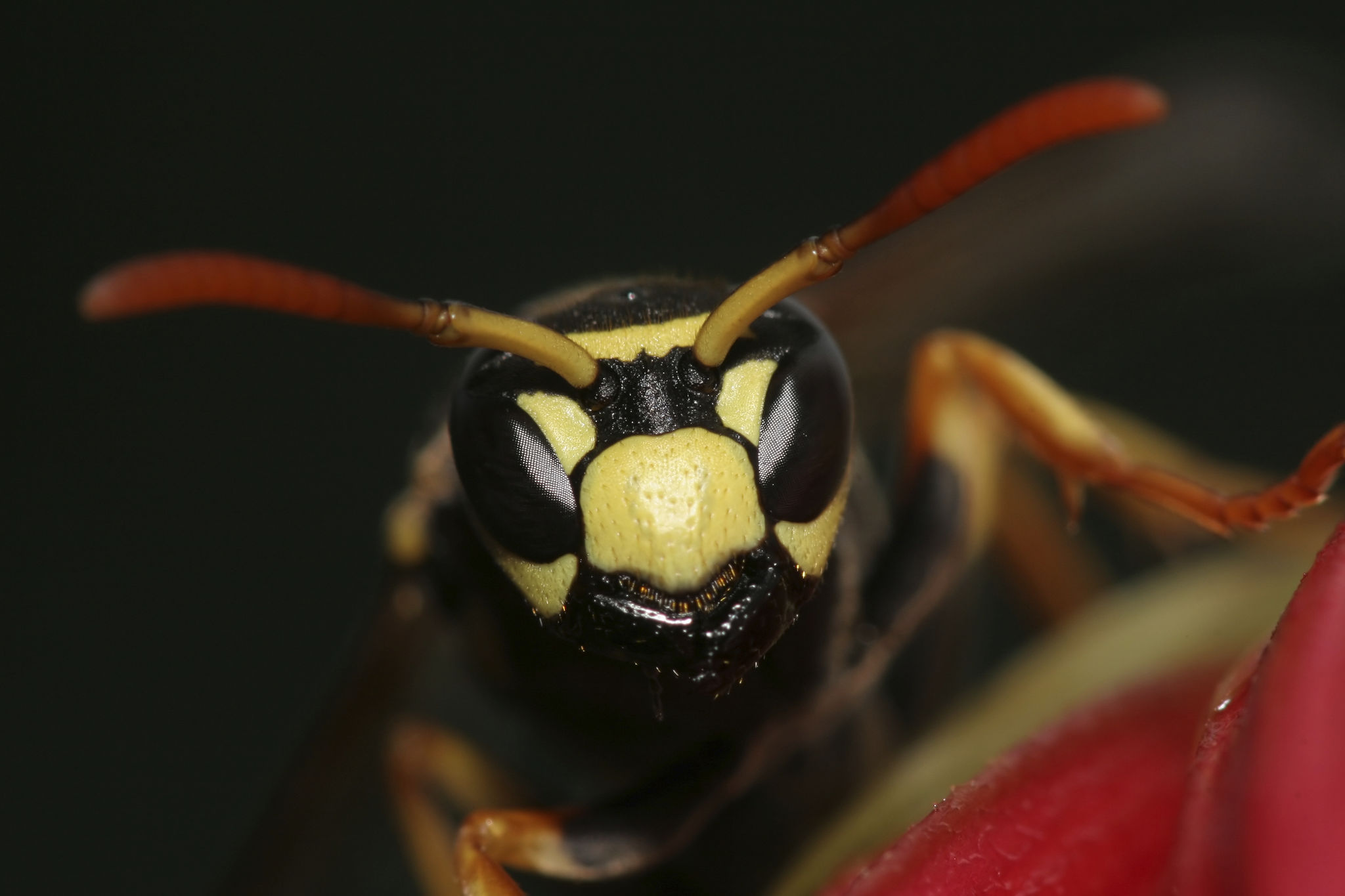 pest management